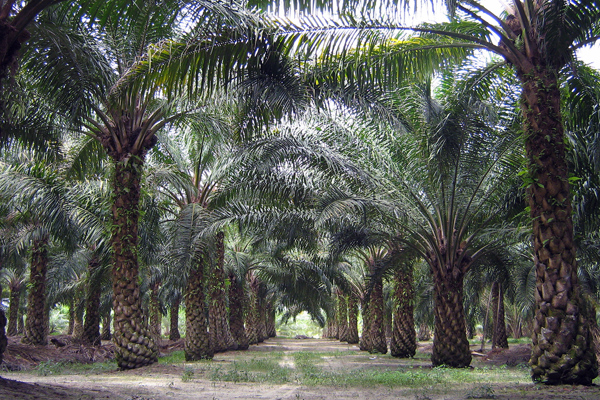 Palmölplantage in Malaysia. Am Open Science Meeting nehmen auch private Akteure aus der Wertschöpfungskette teil – wie zum Beispiel ein Unternehmen im Bereich Palmölplantagen. Bild: wikimedia commons