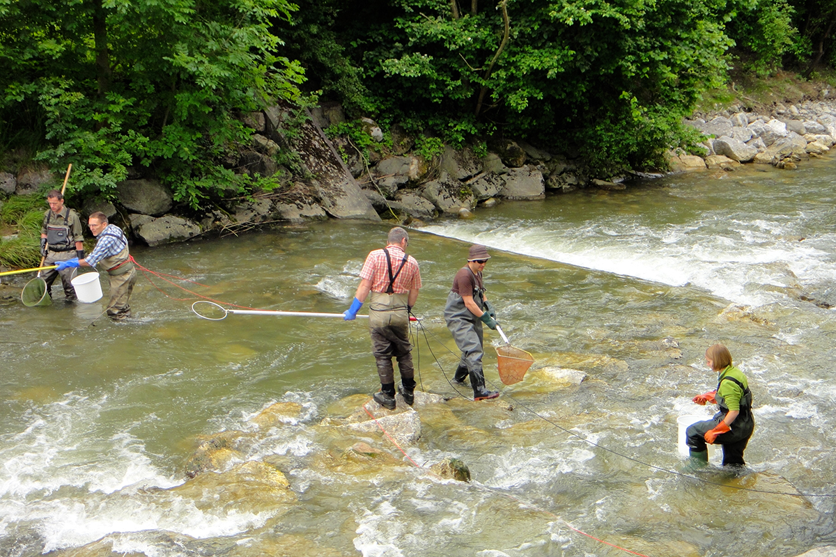 Um die Fischgesundheit zu untersuchen, werden Bäche von FIWI-Mitarbeitenden abgefischt. Bild: FIWI, Universität Bern.