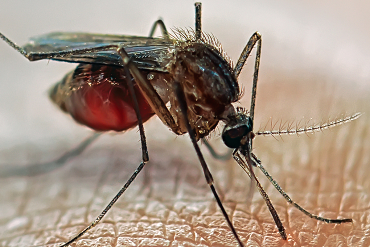 Die Anopheles-Mücke überträgt den Parasiten, dessen unreife Form sich im Knochenmark des Wirts versteckt, um zu reifen. Die gewonnenen Erkenntnisse sollen dazu dienen, diese Reifung und somit eine weitere Übertragung der Malaria zu blockieren. Bild: istock