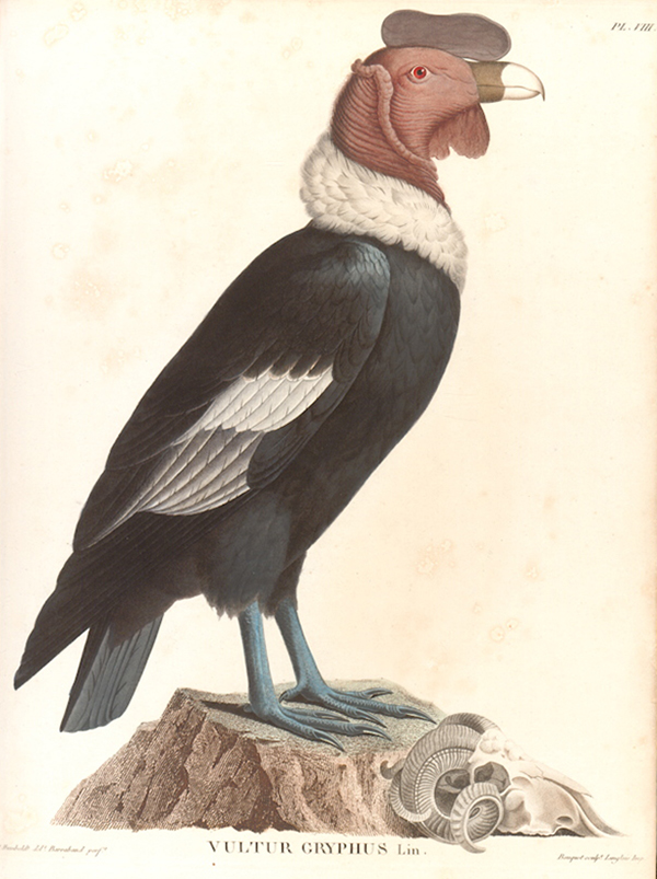 Auf seinen Reisen fertigte Alexander von Humboldt zahlreiche Zeichnungen der Flora und Fauna an, hier ein Stich des Andenkondors aus seinem Recueil d’observations de zoologie et d’anatomie comparée (Paris 1811–1833, Tafel 8).