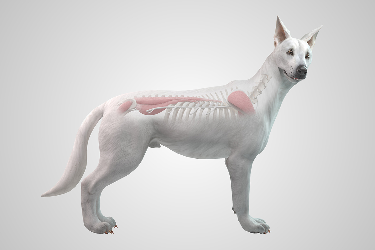 Franck Forterre von der Kleintierklinik konnte dank zusätzlicher Personalpunkte ein FIL-Projekt durchführen: Er realisierte ein Lehrvideo mit einem 3D-Hundemodell. zvg Kleintierklinik