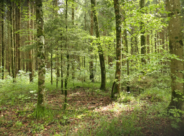 Wald im Klimawandel CO2