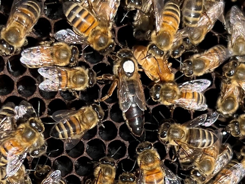 Bienenköniginnen_lang