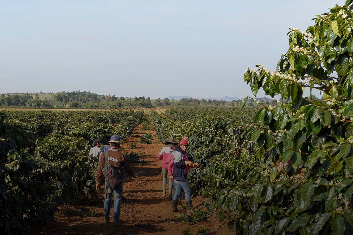 In Laos wird seit der Kolonialzeit Kaffee angebaut. Ein Bruchteil gelangt als regionale Spezialität nach Europa, der Rest kommt als vietnamesischer Tiefpreiskaffee auf den Markt. © Sabin Bieri