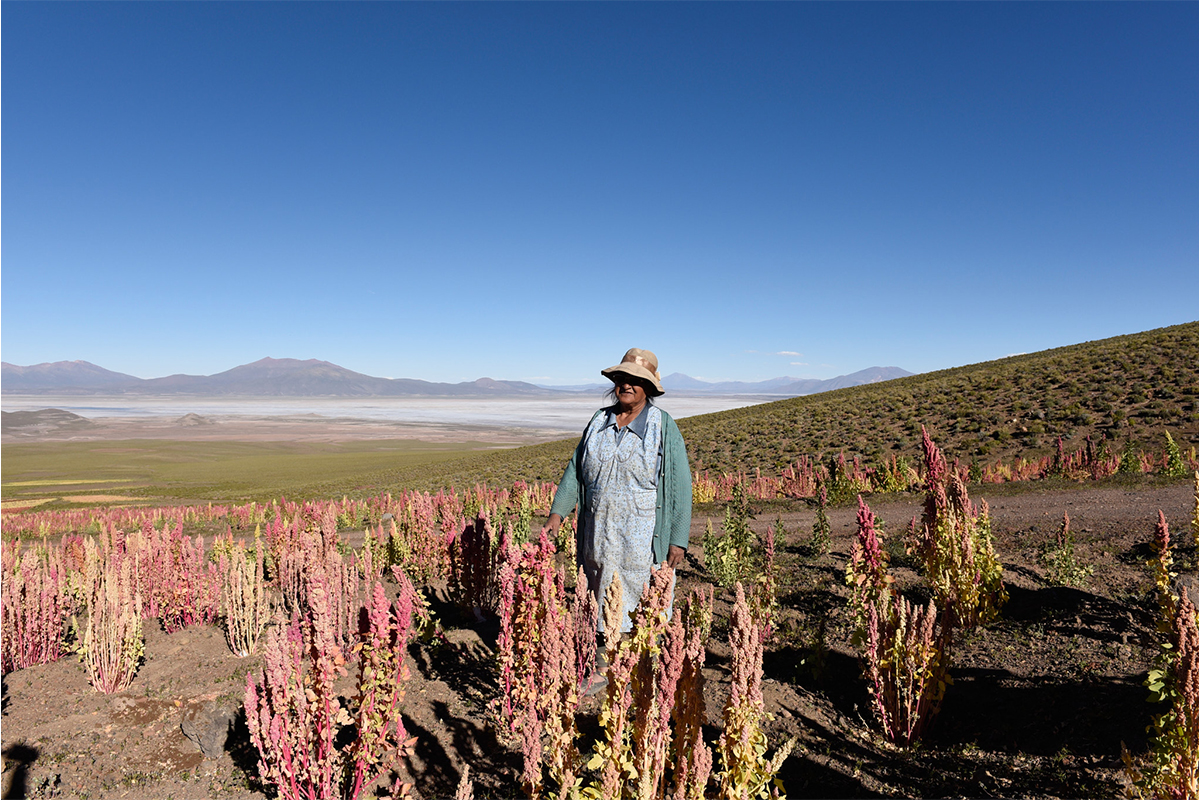 In Bolivien boomt der Anbau von Quinoa für den Export. © Sabin Bieri