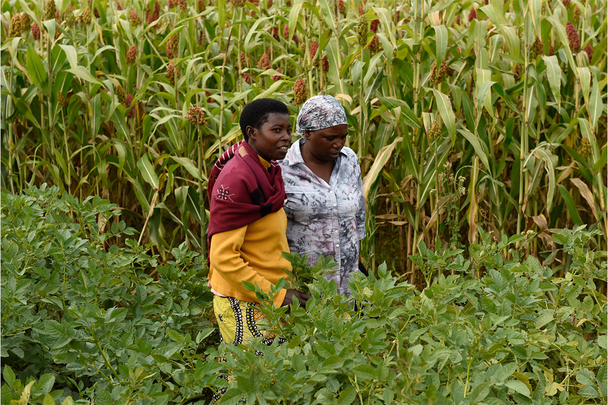 In Ruanda fördert die Regierung den Anbau von Grundnahrungsmitteln. © Sabin Bieri