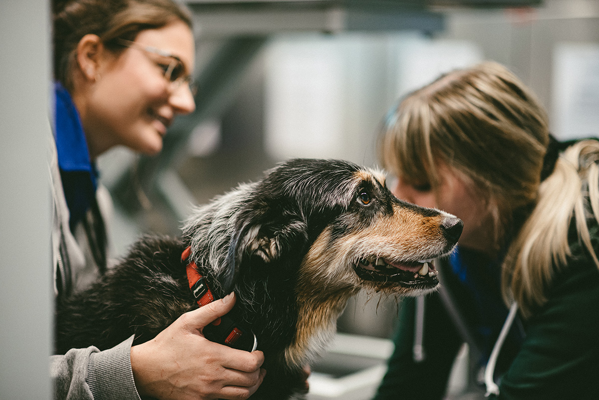 Behandlung eines Hundes bei «VETHOPES». © Monica Tarocco