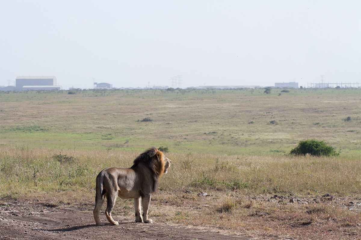 Die beeinträchtigte Vernetzung der Ökosysteme führt zu ernsthaften Konflikten zwischen Mensch und Wildtieren. © Matthias Engesser