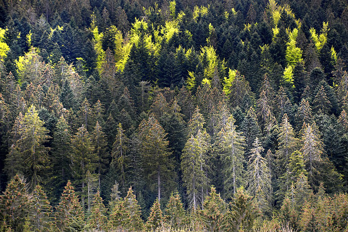 Die Kombination von Hitze und Trockenheit setzt Wäldern zu. © pixabay