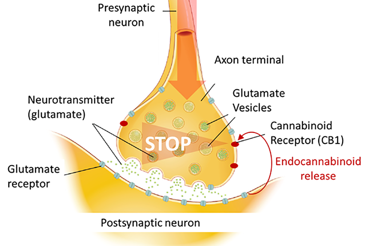 An einer Synapse, einer Verbindungsstelle von Nervenzellen, hemmen Endocannabinoide die Freisetzung von Botenstoffen, die Erregungssignale übertragen, indem sie Cannabinoidrezeptoren aktivieren. © NFS TransCure