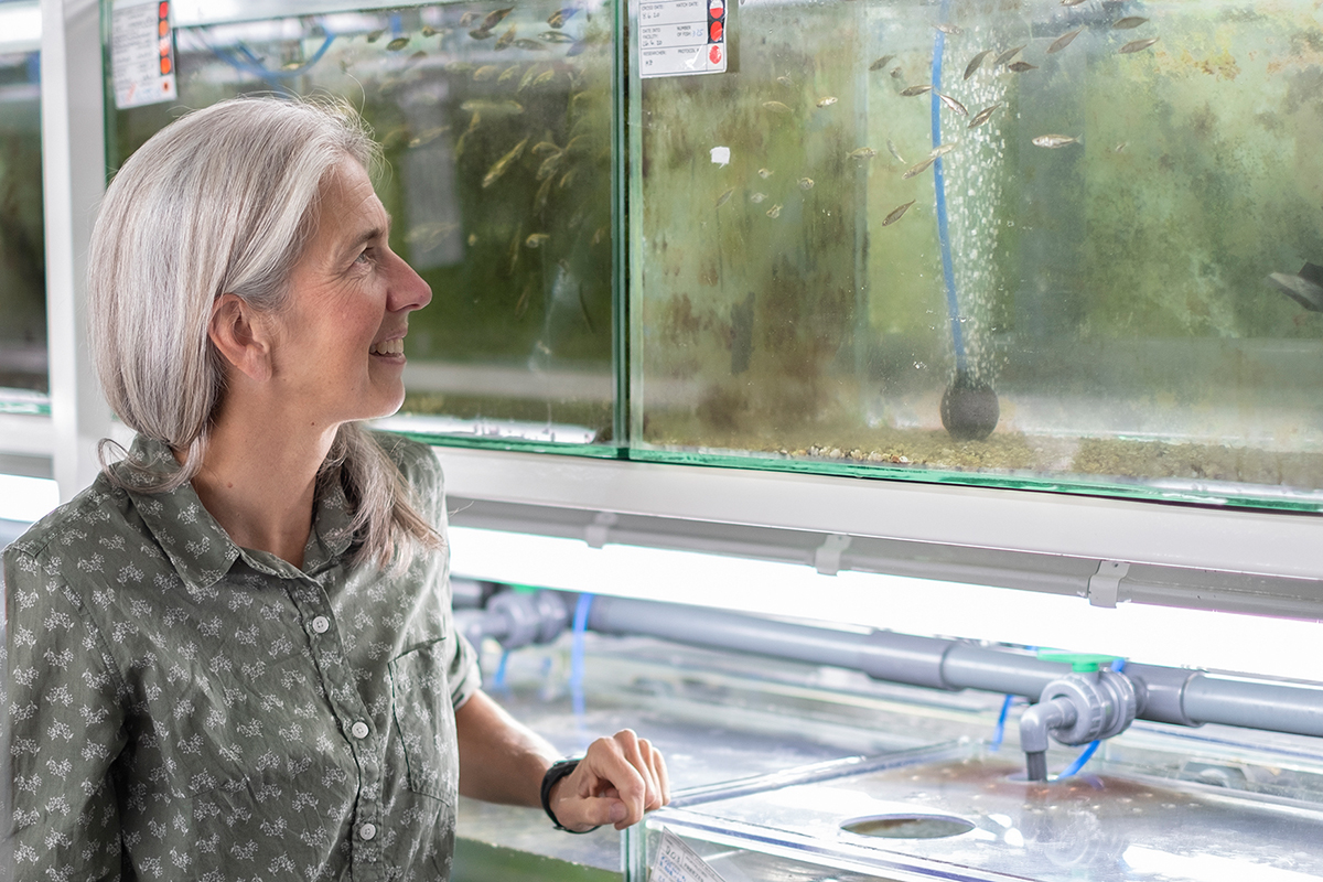 Katie Peichel vor einem Aquarium mit Stichlingen: Diese Fische eignen sich besonders gut, um Veränderungen im Erbgut infolge von Veränderungen des Lebensumfeldes zu untersuchen. © Vera Knöpfel