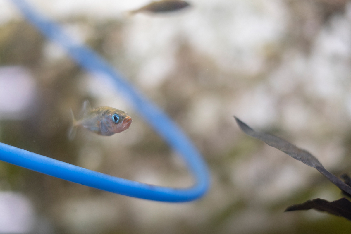 Dreistachliger Stichling: Aufgrund einer genetischen Variation können diese Fische vergleichsweise schnell auf Veränderungen in ihrem Umfeld reagieren. © Vera Knöpfel