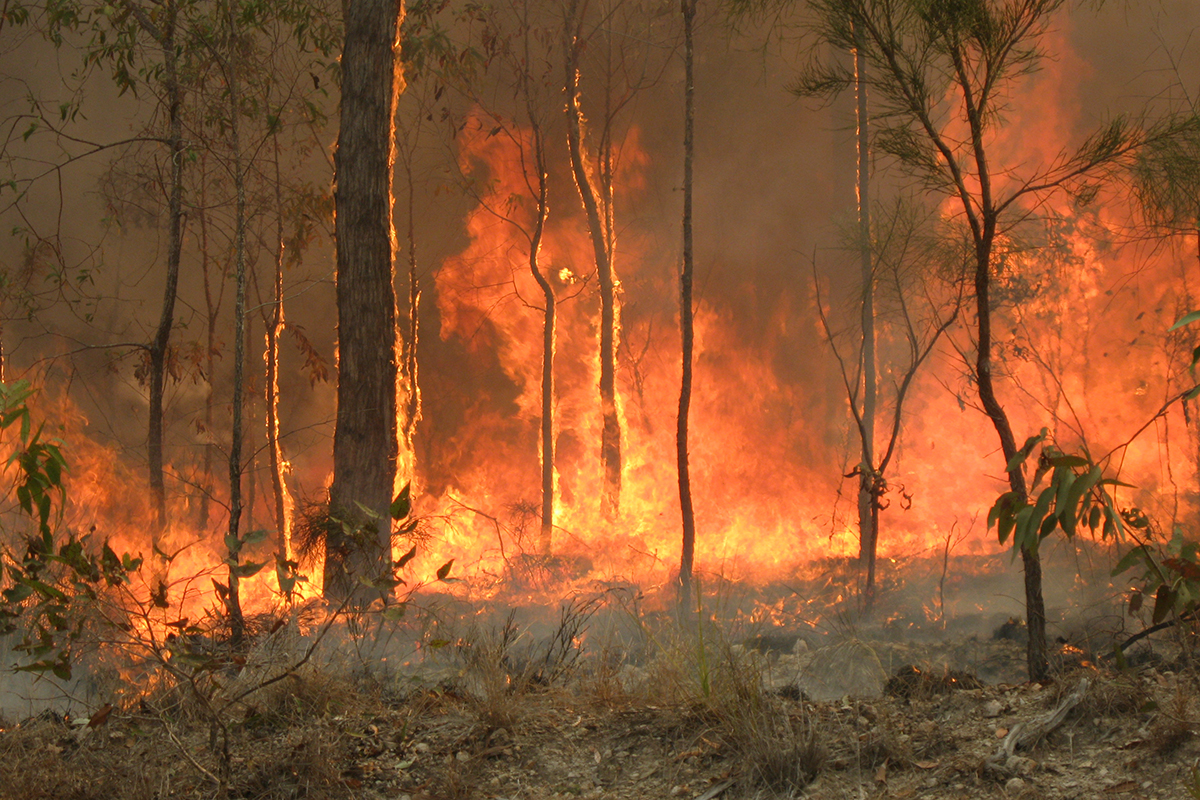 Extreme Hitze in Kombination mit ausgeprägter Trockenheit haben dieses Jahr in Australien zu verheerenden Buschbränden geführt. © Wikimedia