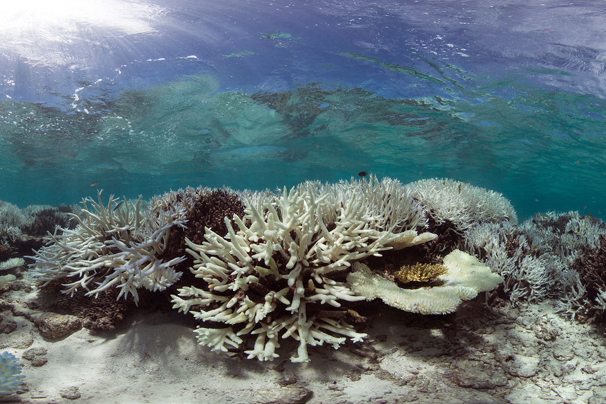 Hitzewellen im Meer können Ökosysteme – wie etwa Korallenriffe - unwiderruflich schädigen. Bild: The Ocean Agency / XL Catlin Seaview Survey.