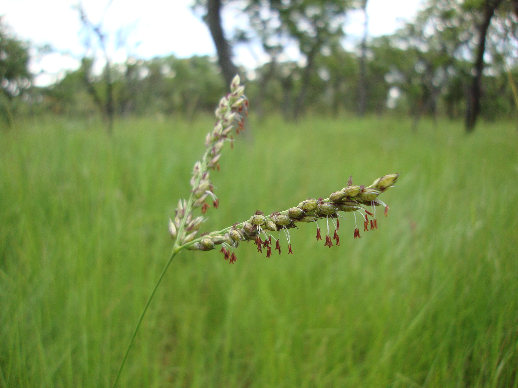 Blütenstand von Alloteropsis semialata in einer bewaldeten Savanne in Sambia. © PA Christin & LT Dunning