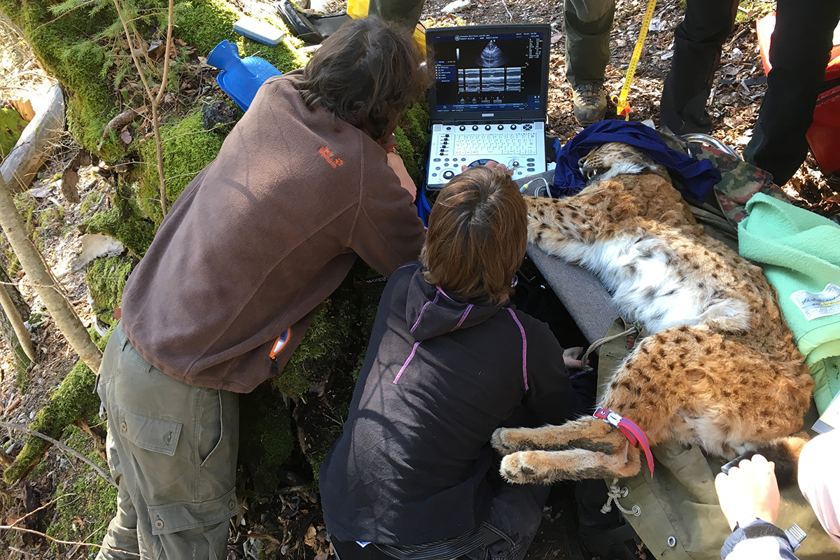 Herzuntersuchung mit tragbarem Ultraschallgerät bei einem Eurasischen Luchs. Bild: A. Ryser, KORA