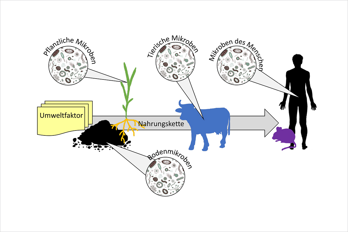 Umweltfaktoren beeinflussen die mikrobiellen Gemeinschaften und die Gesundheit von ganzen Nahrungsketten. © Institut für Pflanzenwissenschaften, Universität Bern