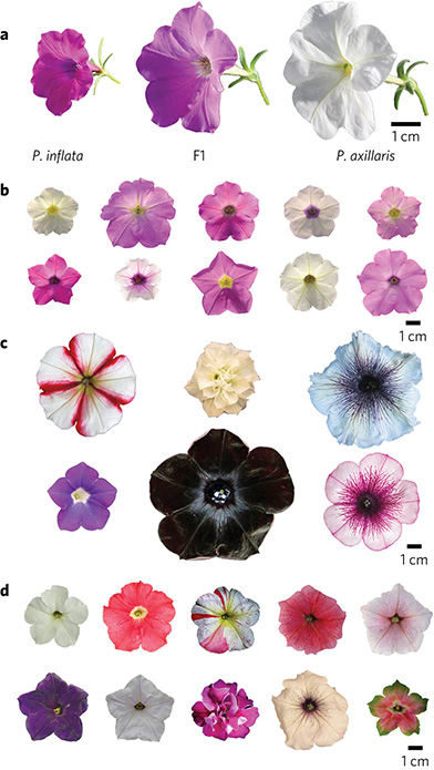 Abbildung aus der Studie: Die wilden Petunia inflata und Petunia axillaris und ihre vielfältigen Nachfahren