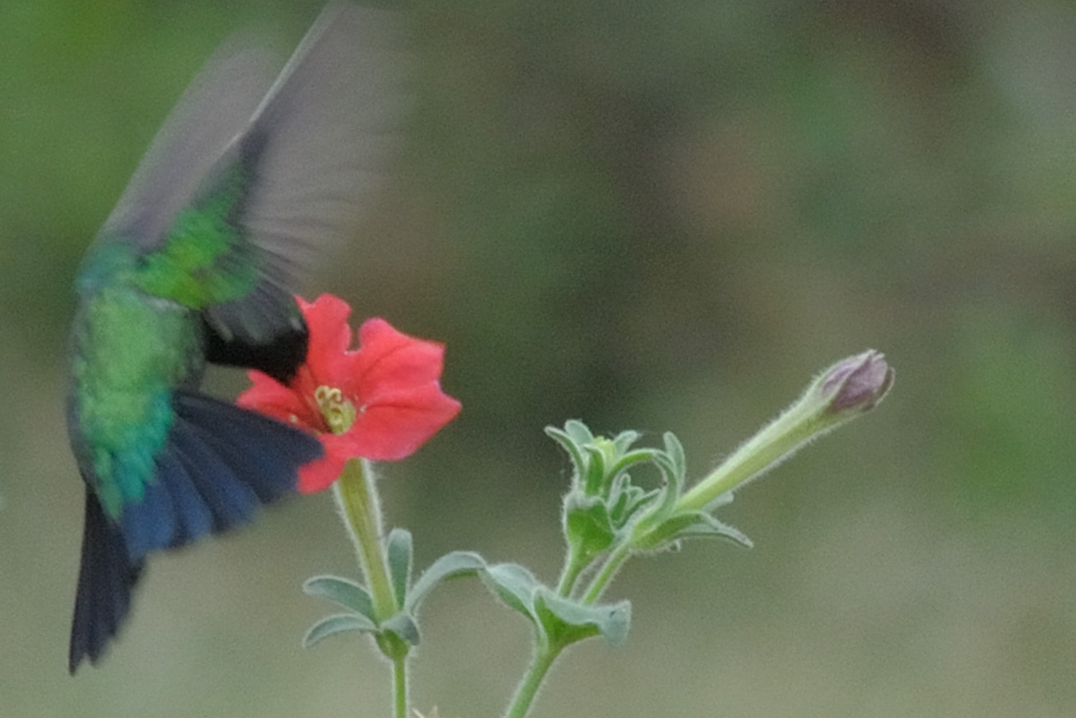 Bestäubung einer Petunia exserta durch einen Kolibri, Foto: Alexandre Dell’Olivo