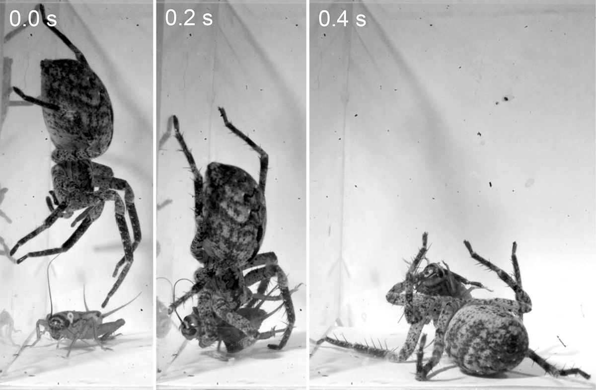 Einzelne Frames der High-Speed-Videographie des Beutefangs der Kräuseljagdspinne Zoropsis spinimana (in diesem Fall fängt die Spinne ein Heimchen). Oben links sind die Zeitabstände angegeben.