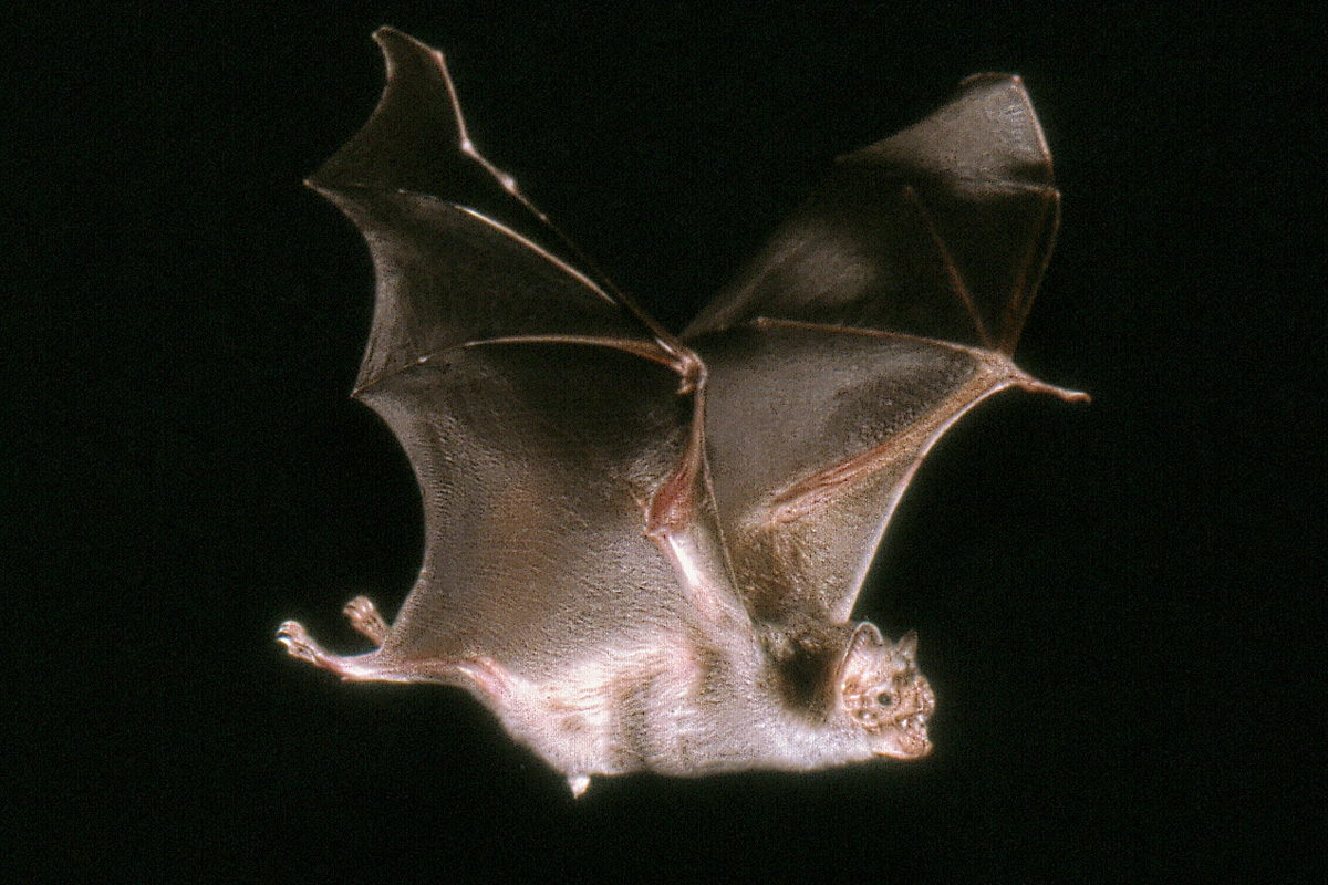 Vampirfledermaus im Flug