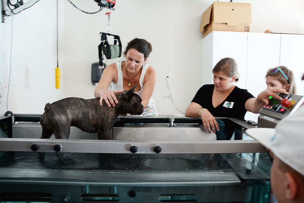 Ein Wasserlaufband für die Hunde-Physiotherapie