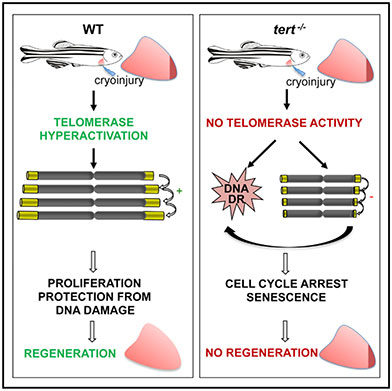 Grafische Kurzdarstellung der Forschungsergebnisse aus der Studie «Telomerase Is Essential for Zebrafish Heart Regeneration»