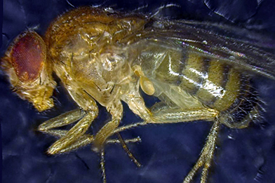 Auch ein dank Zelltherapie verlängertes Leben ist irgendwann zu Ende: Das Bild zeigt ein totes Exemplar der Fliege Drosophila melanogaster.