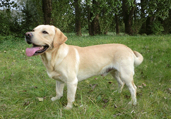 Ein Labrador mit sehr kurzen Beinen