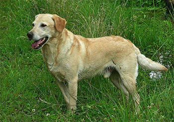 Labrador mit normaler Beinlänge