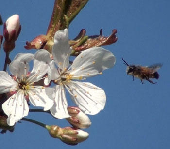 Wildbienen bei einer Blüte