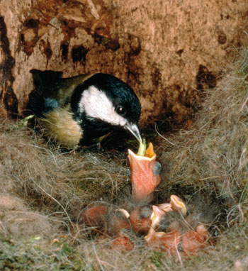 Kohlmeise füttert ihre Brut