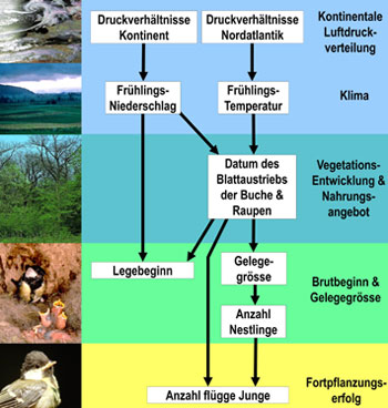 Wirkungskette des Zusammenhangs zwischen Klima und Bruterfolg der Kohlmeisen