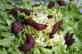 Ross-Schnecken auf Salat