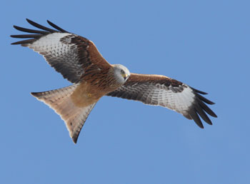 Greifvogel Rotmilan im Flug