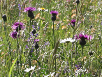 Wiese unterhalb Bundeshausterrasse