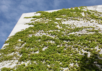 Wilder Wein wächst an Hausfassade