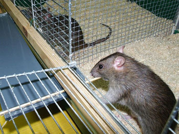 Ratte im Käfig
