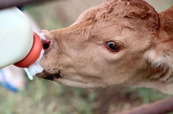 Kalb wird getränkt mit Milch