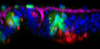 Mikroskopisches Bild verschiedenartig eingefärbter Zellen