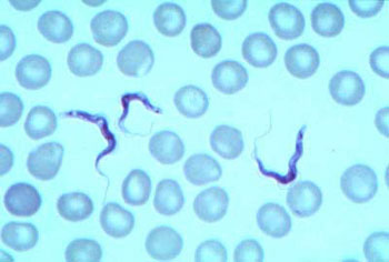 Molekulares Bild: Stellt Parasiten zwischen Blutzellen dar