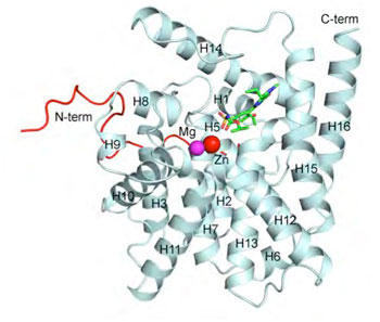 Dreidimensionales Modell des aktiven Teils der Phosphodiesterase.