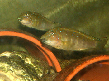 Zwei Tanganyika-Clowns im Aquarium