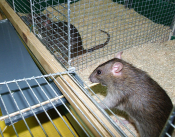 Ratte im Käfig