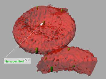 Visualisierung von Nanopartikeln auf roten Blutkörperchen