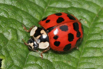 Marienkäfer