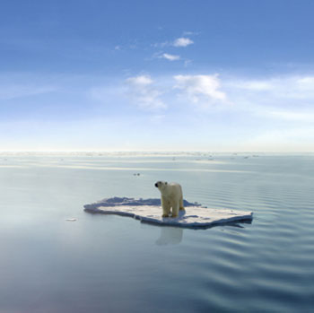 Eisbär auf abgebrochener Eisscholle