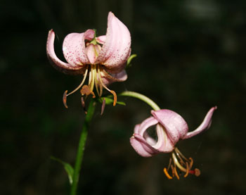 Blüte des Türkenbunds