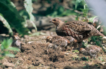 Rebhuhn mit Jungen im Nest