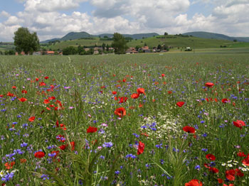 Wiese mit blühenden Blumen im Klettgau